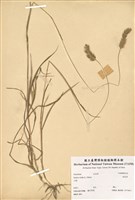藏品(狗尾草)的圖片